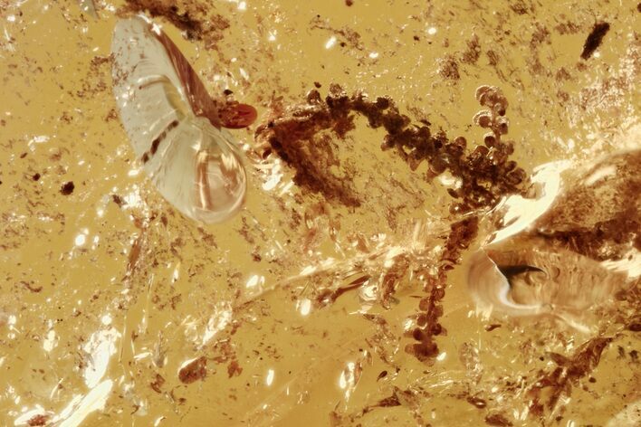 Detailed Fossil Moss (Bryophyta) In Baltic Amber #275419